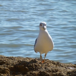 2011-10 Portugal/Olhao/P1000489.JPG